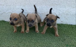 Jack Russell dogs for sale: Rose meadow jacks  - Image 2