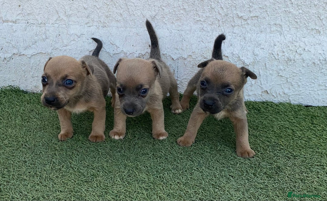 Jack Russell dogs for sale: Rose meadow jacks  - Image 2