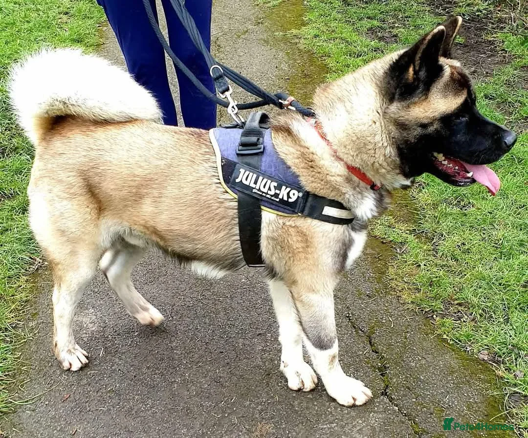 Akita dogs for adoption: Rocky in Worksop - Advert 4