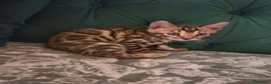 Bengal Kitten 1