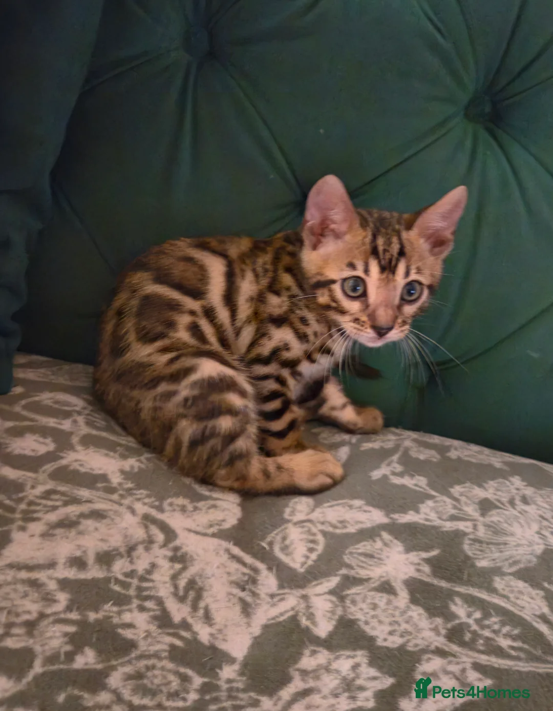 Bengal cats for sale: Bengal kittens ready for their forever homes  - Advert 20