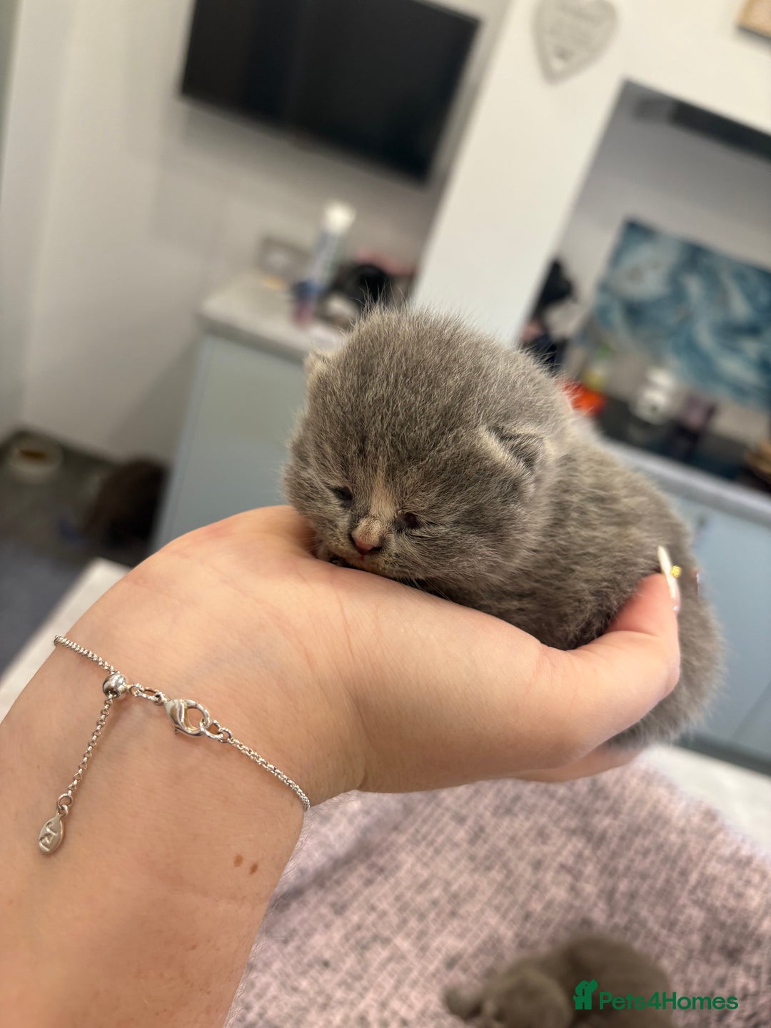 British Shorthair cats for sale: BSH kittens for sale from KC&Pedigree reg parents - Image 11