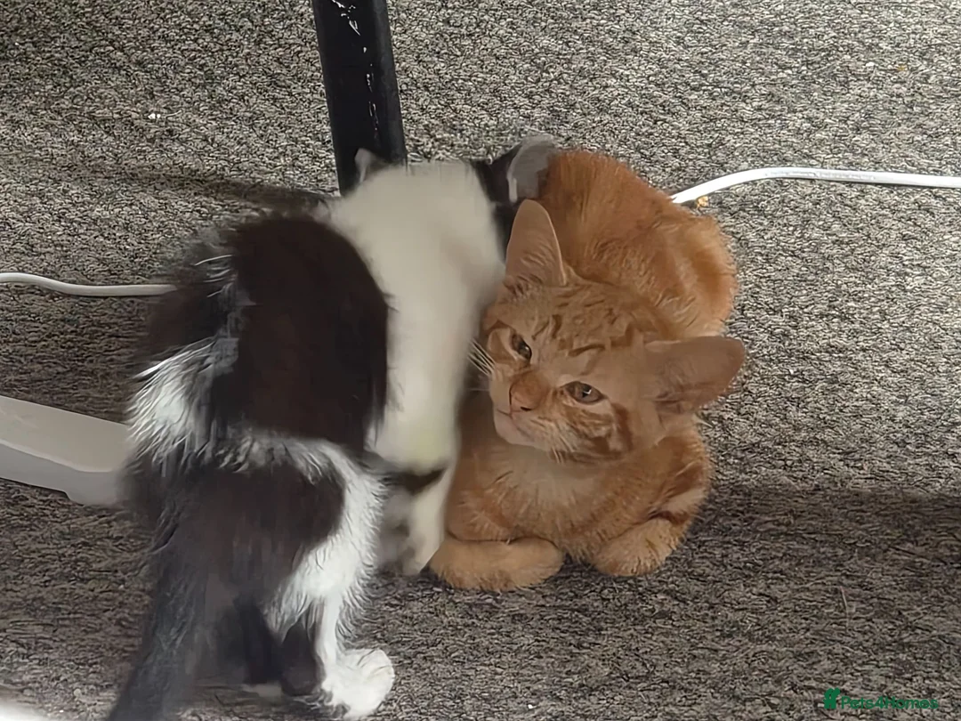 Mixed Breed cats for sale: Pumpkin, cute tabby ginger girl - Advert 6