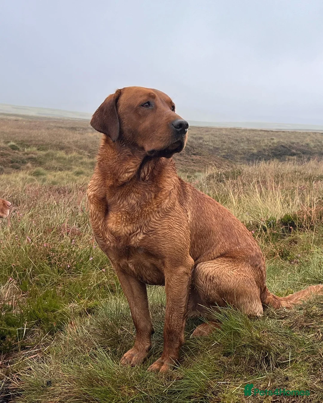 Labrador Retriever dogs for stud: Fox red labrador for stud- FULLY HEALTH TESTED  in Leyburn - Advert 8