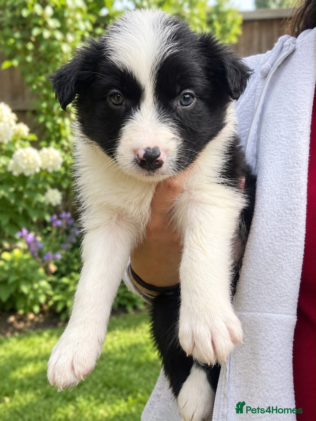 Border Collie dogs Last collie pup left 🐶 - Advert 2