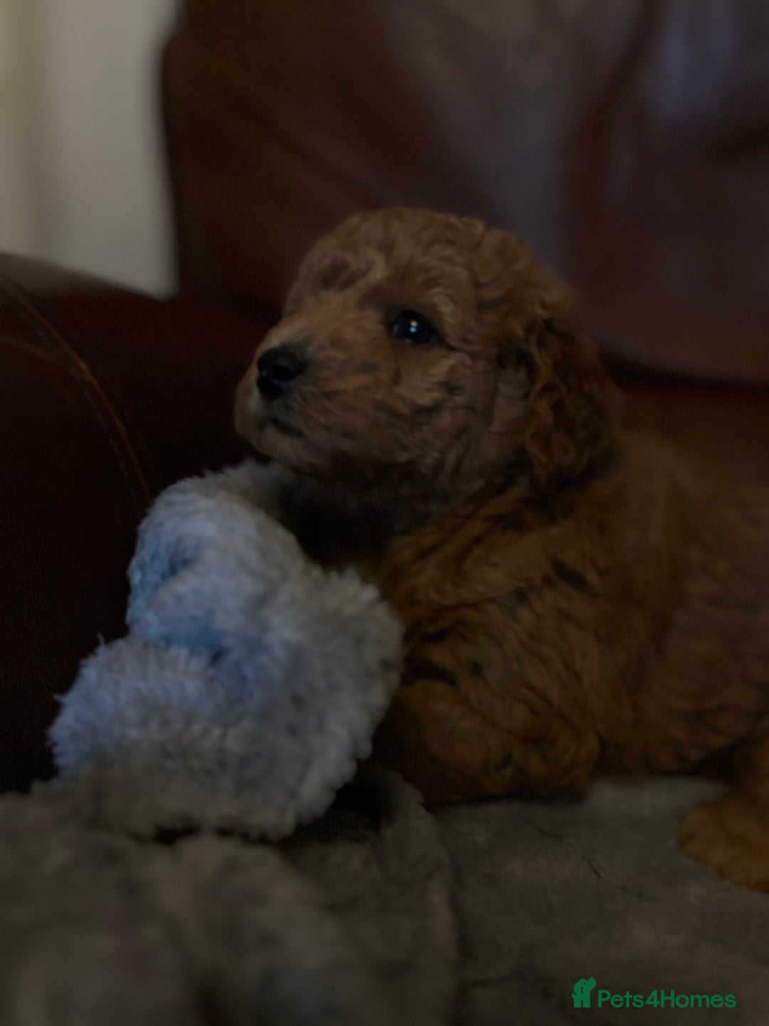 Labradoodle dogs for sale: F1b miniature labradoodles - Advert 3