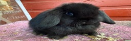 Netherland Dwarf rabbits for sale: Young Netherland Dwarfs - Advert 9