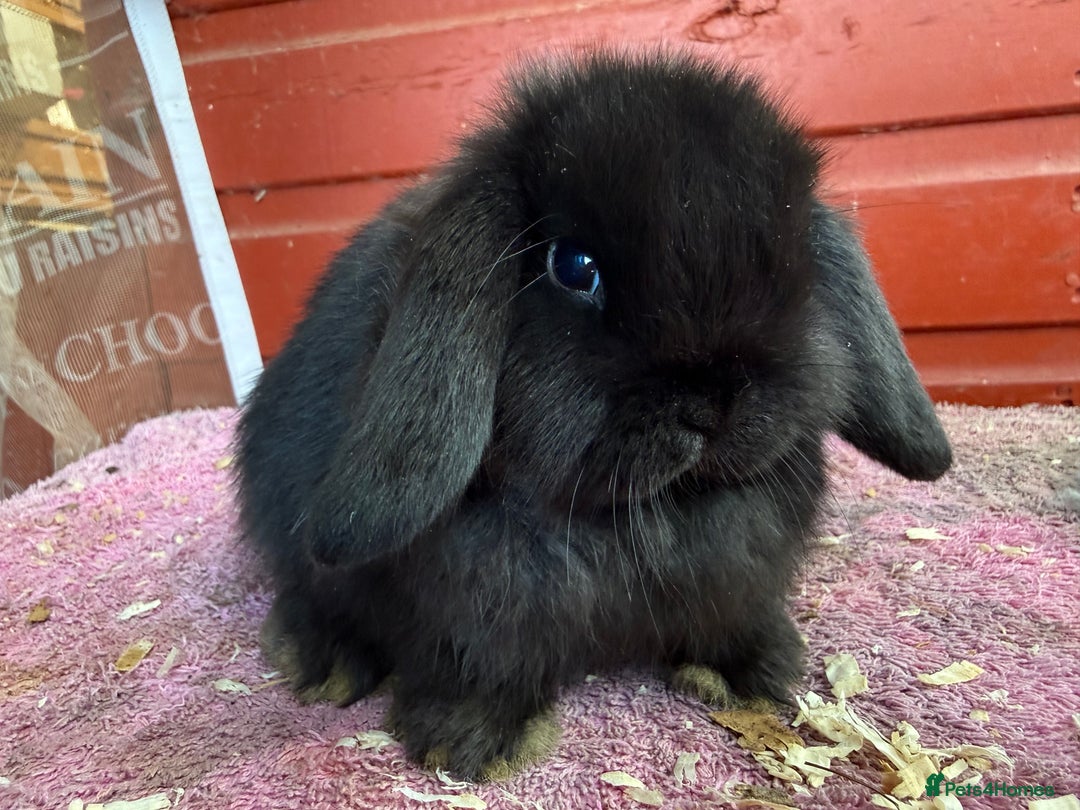 Netherland Dwarf rabbits for sale: Young Netherland Dwarfs - Advert 9