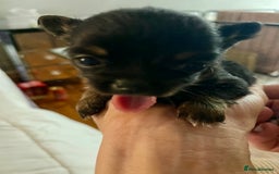 Chihuahua dogs for sale: Stunning KC Chihuahua puppies 🇬🇧 bloodlines - Image 14