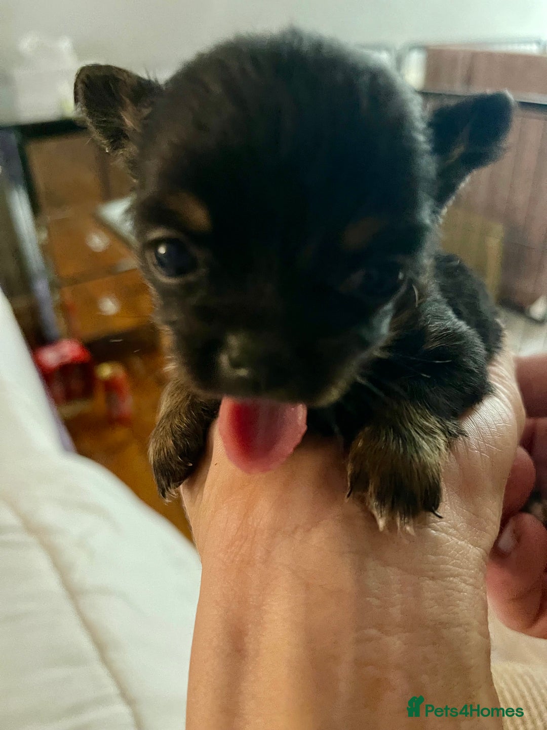 Chihuahua dogs for sale: Stunning KC Chihuahua puppies 🇬🇧 bloodlines - Image 14