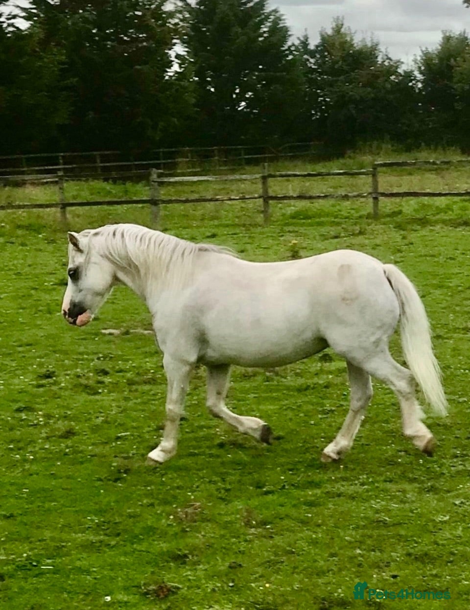 Welsh Section A horses Registered Welsh Section A Mare and Gelding  - Advert 12