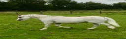 Welsh Section A horses for sale: Registered Welsh Section A Mare and Gelding  in Upminster - Advert 1