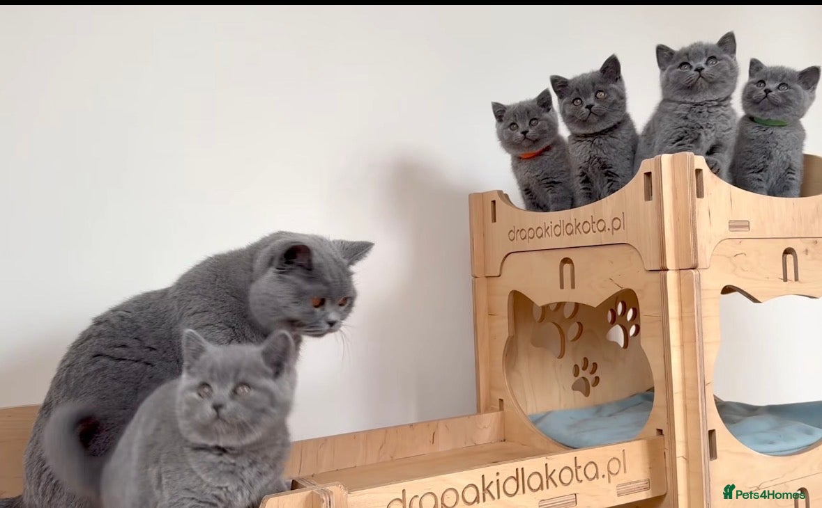 British Shorthair cats British short hair fluffy kittens  - Advert 5