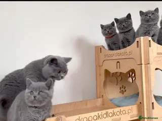 British Shorthair cats British short hair fluffy kittens - Advert 5