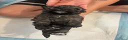 Mixed Breed dogs for sale: 6 gorgeous Shorkie Puppies  in Rushden - Advert 27