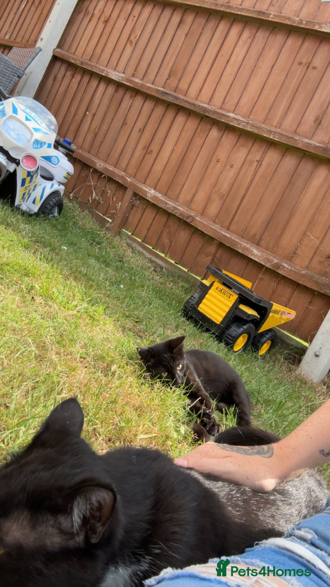 Mixed Breed cats for sale: 7 month old male  - Image 2