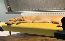 Labrador Retriever dogs for sale: My Boy Lenny - Labrador  - Image 32