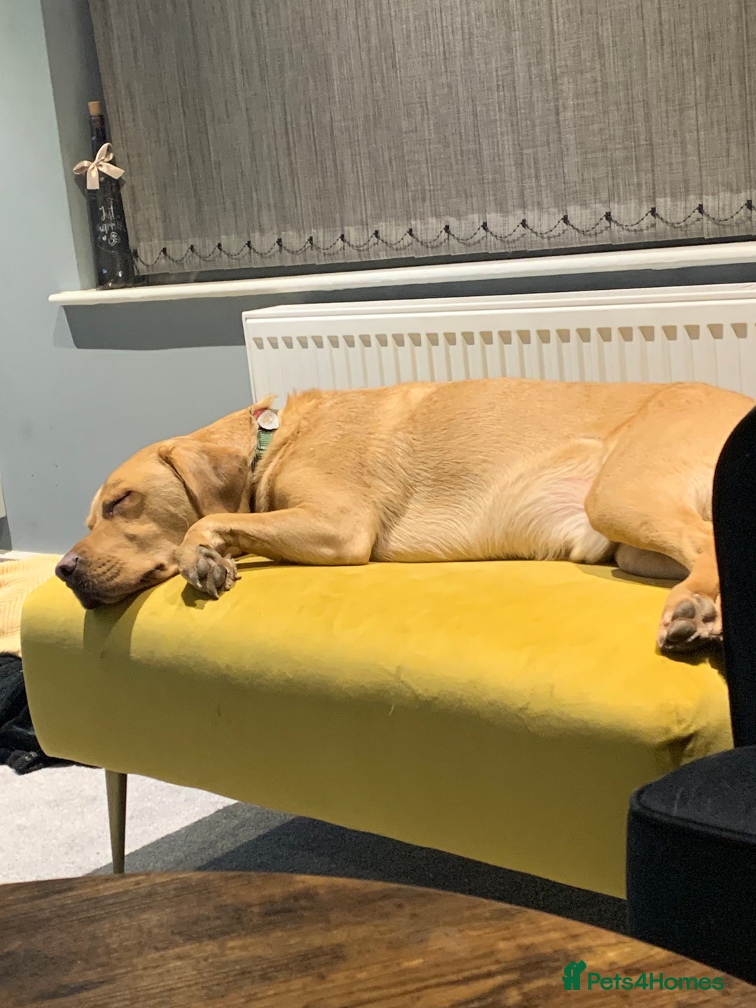 Labrador Retriever dogs for sale: My Boy Lenny - Labrador  - Image 32
