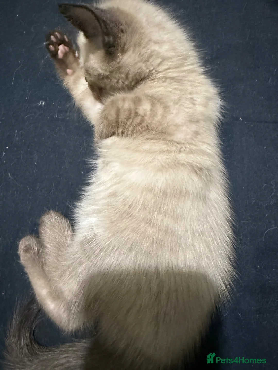 Mixed Breed cats for sale: Beautiful boy kitten in Alton - Advert 5