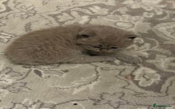 British Shorthair cats for sale: Gorgeous British Shorthair/Scottish Fold kittens - Advert 10