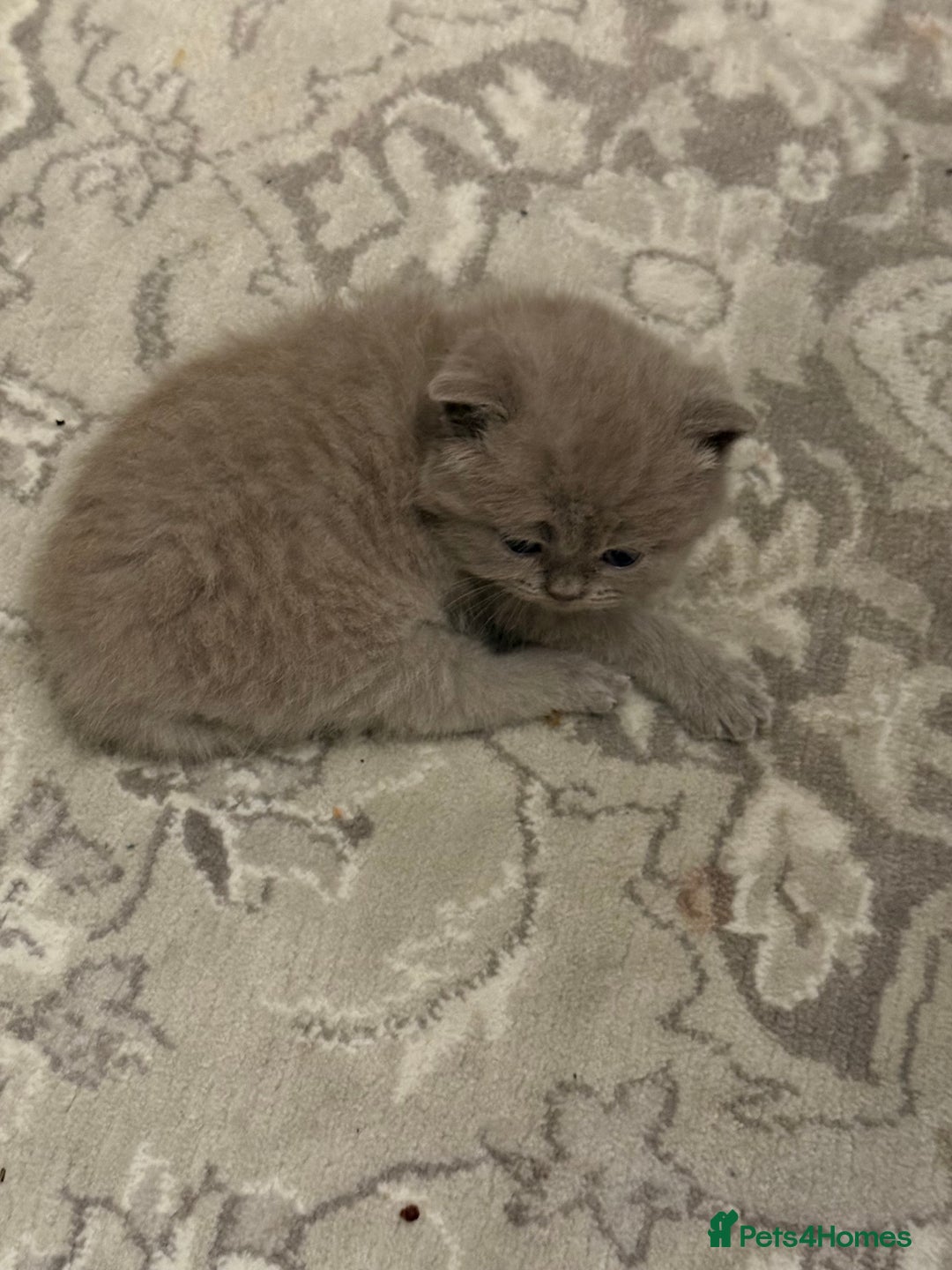British Shorthair cats for sale: Gorgeous British Shorthair/Scottish Fold kittens - Advert 10