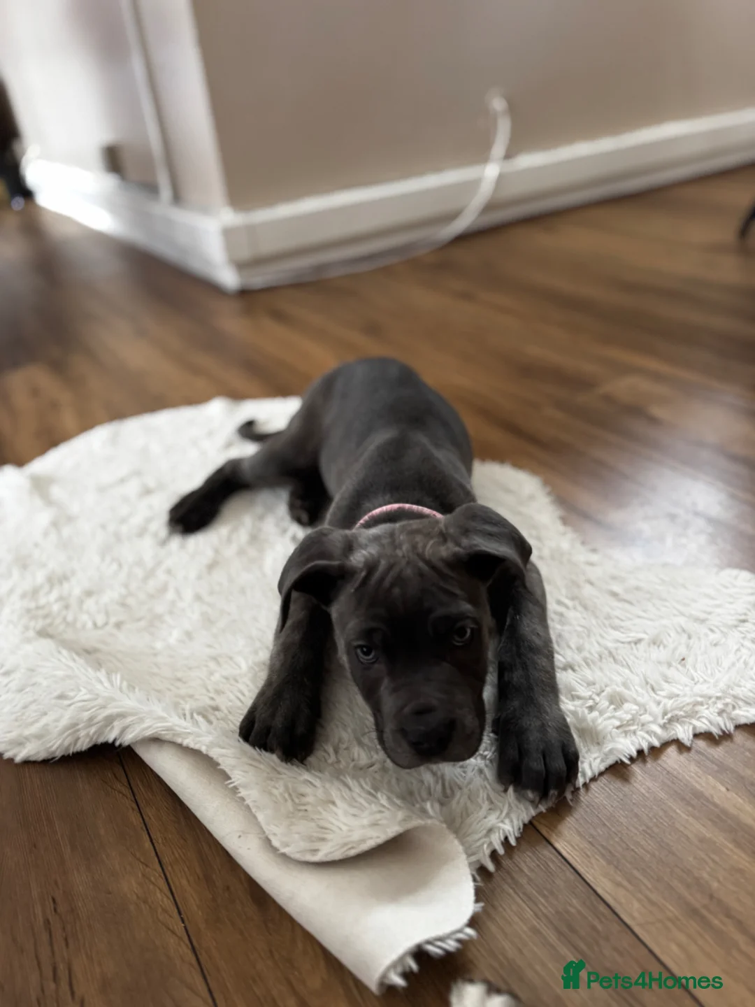 Cane Corso dogs for sale: Puppy Cane Corso  in Newcastle upon Tyne - Advert 2