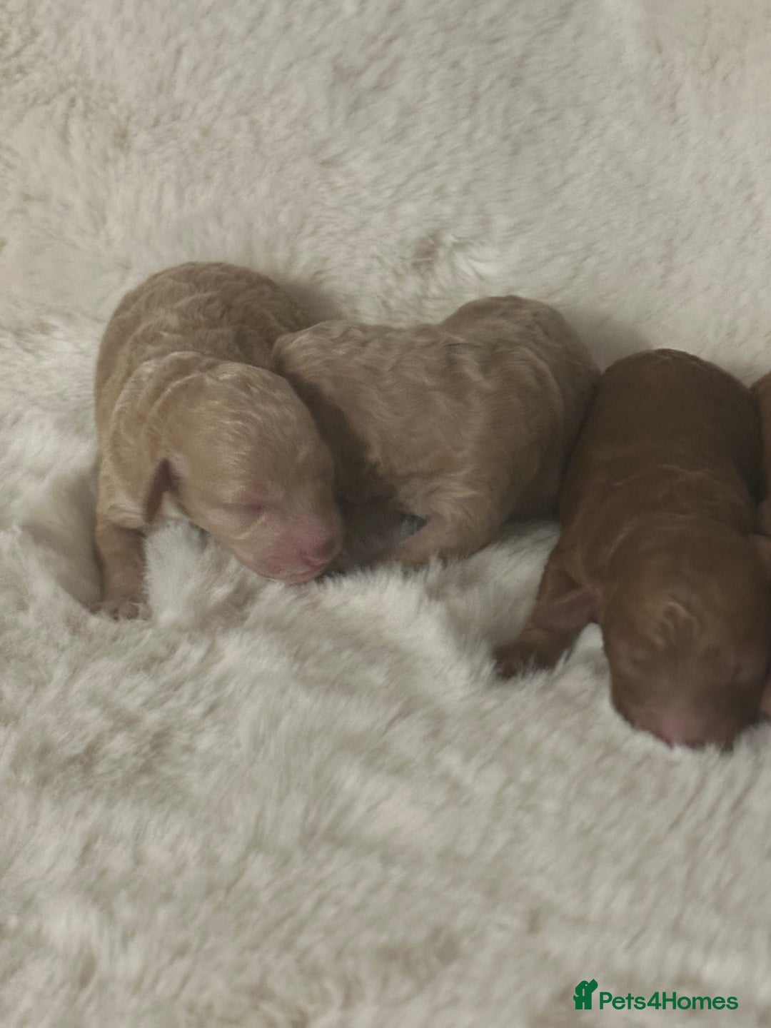 Cockapoo dogs for sale: Stunning litter of true miniature cockapoos ⭐️🐾🐾 - Advert 10