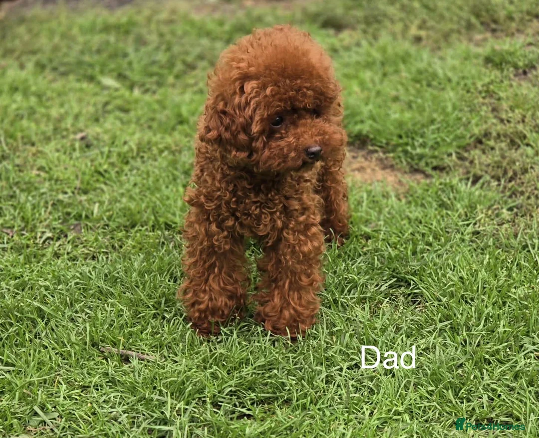 Toy Poodle dogs for sale: Asian Toy Poodle - Advert 7