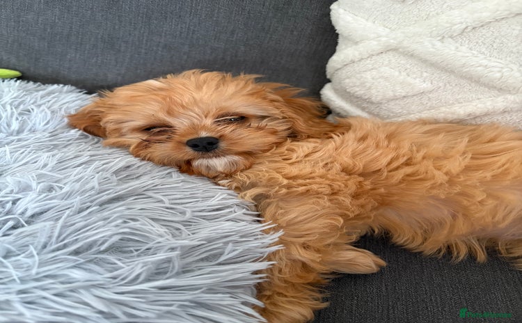 Cavapoo dogs - Advert 10