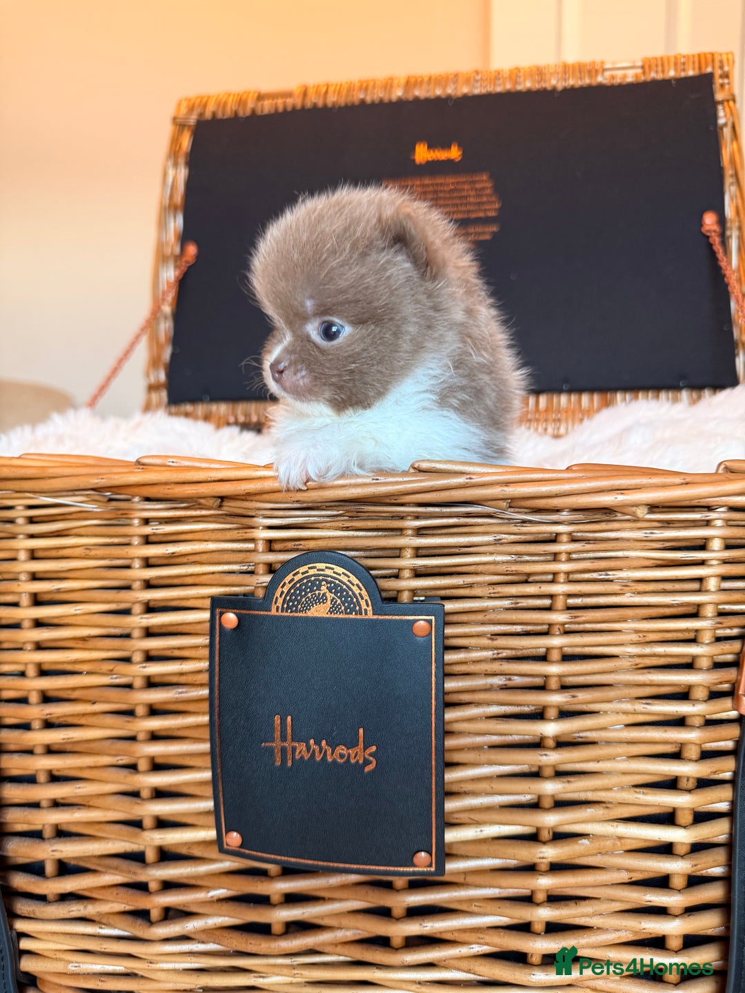 Pomeranian dogs for sale: KC Registered Lilac Pomeranian Puppies 💜 - Advert 8