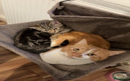 Domestic Shorthair cats for sale: Looking for a loving home!! - Image 6