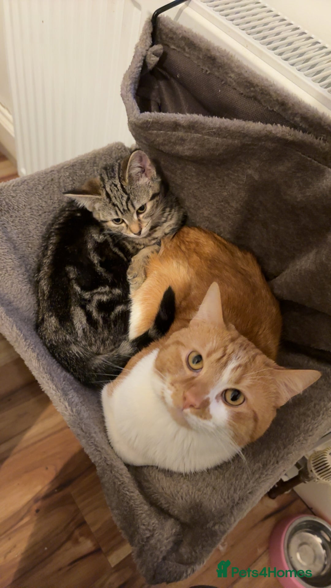 Domestic Shorthair cats for sale: Looking for a loving home!! - Image 6