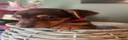 Jack Russell dogs for sale: Wenlock Jack Russells  - Advert 11