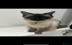 Ragdoll cats for sale: Ragdoll Linx kittens - Image 5