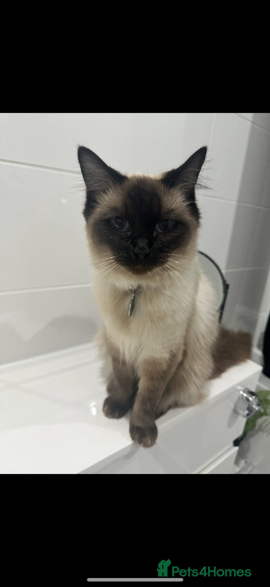 Ragdoll cats for sale: Ragdoll Linx kittens - Image 5