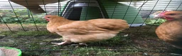 Chickens poultry for sale: Bantam Orpington cockerels - buff or black - Advert 3