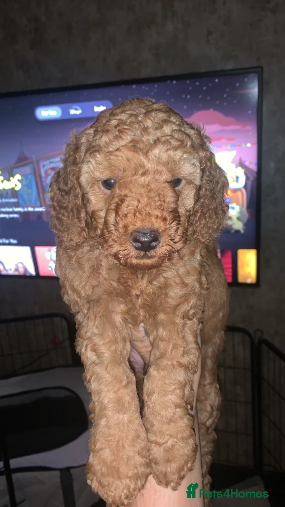 Cockapoo dogs for sale: Cockapoo puppies - Advert 6