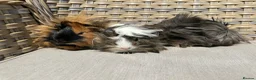 Guinea Pig rodents for sale: 1 left. Pretty baby long haired female guinea pig. - Advert 12