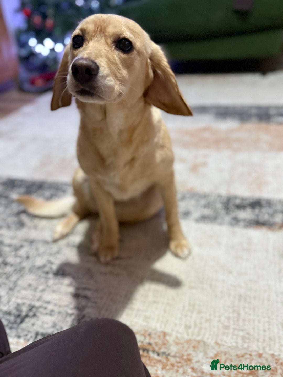 Mixed Breed dogs for sale: Peach - Advert 4