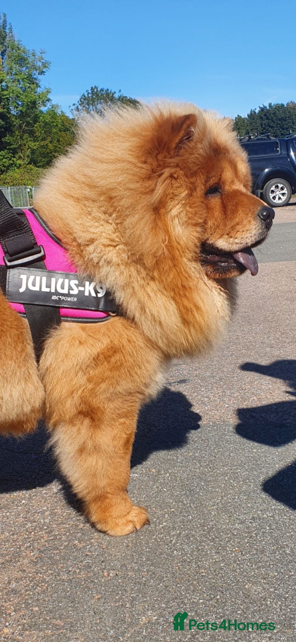 Chow Chow dogs Show stopping DWKC chow chow pups - Advert 8