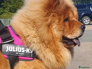 Chow Chow dogs Show stopping DWKC black male and female chow pup - Advert 3