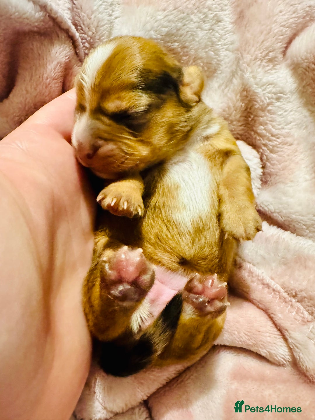 Mixed Breed dogs for sale: Beautiful Dachshunds for sale  - Image 9
