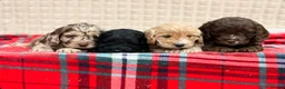 Cockapoo dogs for sale: STUNNING COCKAPOO PUPPIES READY NOW - Advert 9