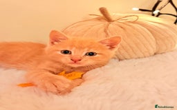 Mixed Breed cats for sale: 5 floofy kittens ready to find their forever homes - Image 1