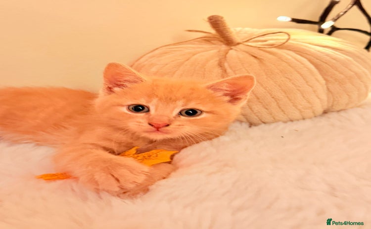Mixed Breed cats for sale - Advert 1