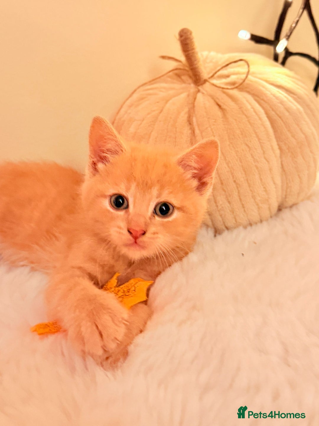 Mixed Breed cats for sale: 5 floofy kittens ready to find their forever homes - Image 1