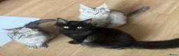 Maine Coon cats for sale: Exceptional pedigree MaineCoon female - Sprite - Advert 7