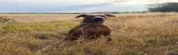 Mixed Breed dogs for sale: Working Dobermann cross  in Ramsgate - Advert 8