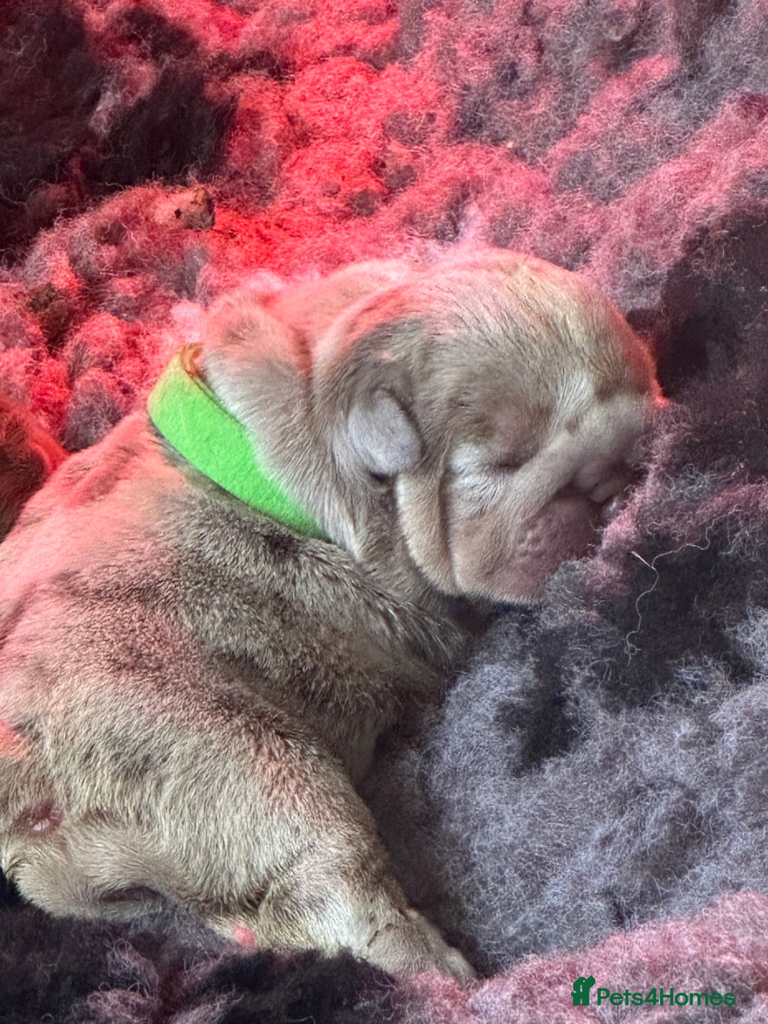English Bulldog dogs for sale: English bulldog puppies - Image 5