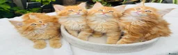 Maine Coon cats for sale: Pure breed Maine coon kittens  - Advert 28